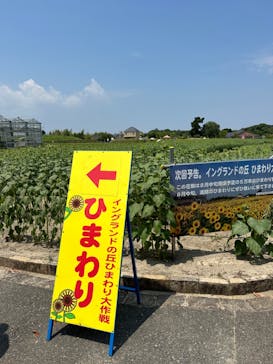 淡路ファームパーク イングランドの丘に投稿された画像（2024/8/4）