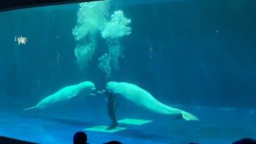 島根県立 しまね海洋館に投稿された画像（2024/8/4）