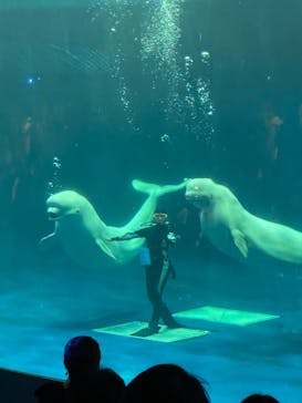 島根県立 しまね海洋館に投稿された画像（2024/8/4）