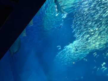 アクアワールド茨城県大洗水族館に投稿された画像（2024/8/4）