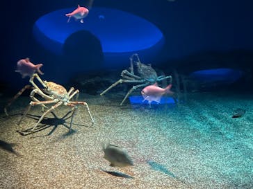アクアワールド茨城県大洗水族館に投稿された画像（2024/8/4）