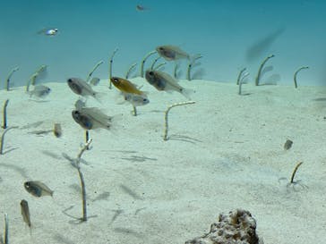 アクアワールド茨城県大洗水族館に投稿された画像（2024/8/4）