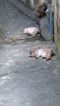 多摩動物公園に投稿された画像（2024/8/4）