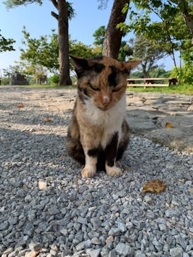 今帰仁城跡に投稿された画像（2024/8/4）