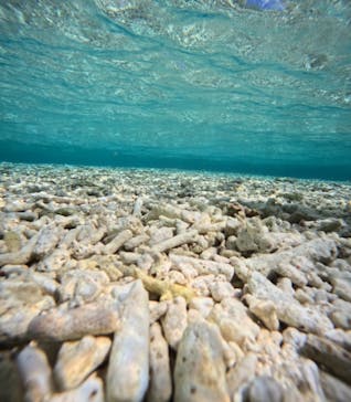 西表島 ADVENTURE PiPi（アドベンチャーピピ）に投稿された画像（2024/8/4）