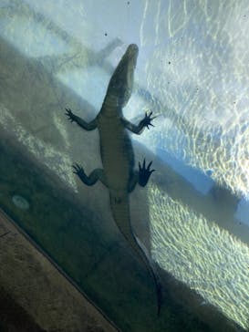 沖縄こどもの国に投稿された画像（2024/8/4）