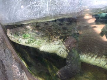恩賜上野動物園に投稿された画像（2024/8/4）