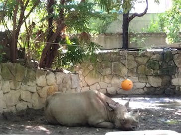 恩賜上野動物園に投稿された画像（2024/8/4）