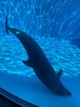 名古屋港水族館に投稿された画像（2024/8/4）