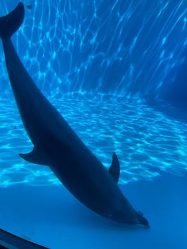 名古屋港水族館に投稿された画像（2024/8/4）