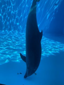 名古屋港水族館に投稿された画像（2024/8/4）
