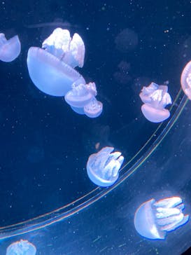 AOAO SAPPOROに投稿された画像（2024/8/4）