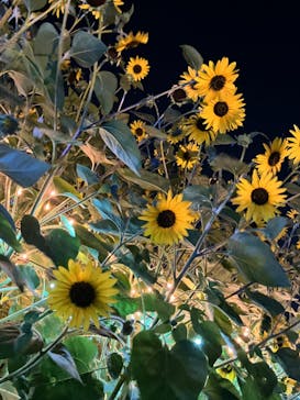 せんだい農業園芸センター　みどりの杜に投稿された画像（2024/8/4）