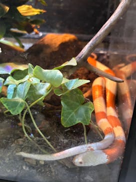 体感型動物園iZooに投稿された画像（2024/8/4）