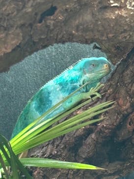 体感型動物園iZooに投稿された画像（2024/8/4）