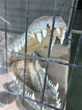 体感型動物園iZooに投稿された画像（2024/8/4）