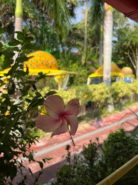 ナゴパイナップルパークに投稿された画像（2024/8/4）