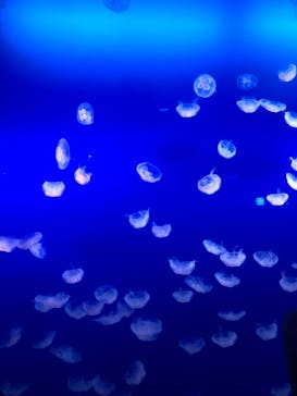 新江ノ島水族館に投稿された画像（2024/8/4）