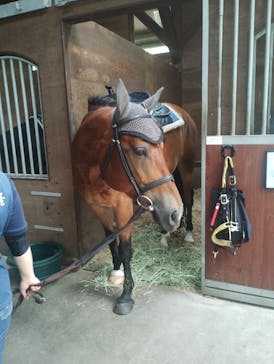 ノーザンホースパークに投稿された画像（2024/8/4）