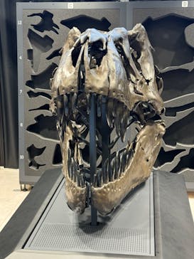 福井県立恐竜博物館に投稿された画像（2024/8/4）