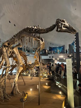 福井県立恐竜博物館に投稿された画像（2024/8/4）