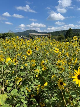 いばらきフラワーパークに投稿された画像（2024/8/4）