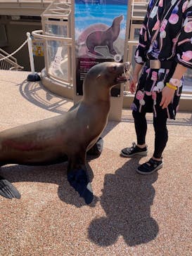 アクアワールド茨城県大洗水族館に投稿された画像（2024/8/4）