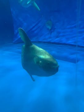 アクアワールド茨城県大洗水族館に投稿された画像（2024/8/4）