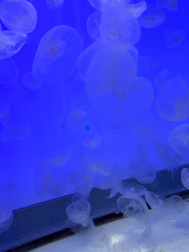 アクアワールド茨城県大洗水族館に投稿された画像（2024/8/4）