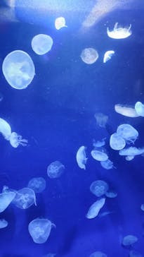 サンシャイン水族館に投稿された画像（2024/8/4）