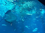 アクアワールド茨城県大洗水族館に投稿された画像（2024/8/4）