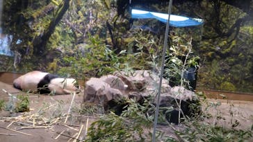 恩賜上野動物園に投稿された画像（2024/8/4）