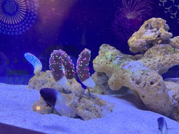 マクセル アクアパーク品川に投稿された画像（2024/8/4）