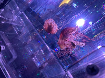 マクセル アクアパーク品川に投稿された画像（2024/8/4）