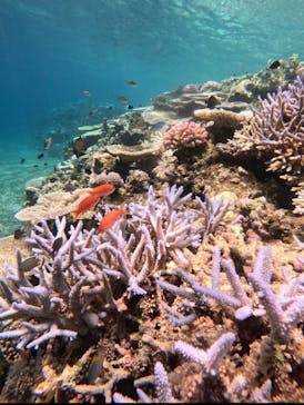 西表島 ADVENTURE PiPi（アドベンチャーピピ）に投稿された画像（2024/8/4）