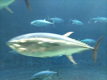 葛西臨海水族園に投稿された画像（2024/8/4）