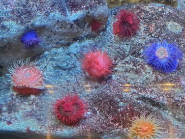 葛西臨海水族園に投稿された画像（2024/8/4）