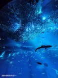 アクアワールド茨城県大洗水族館に投稿された画像（2024/8/5）