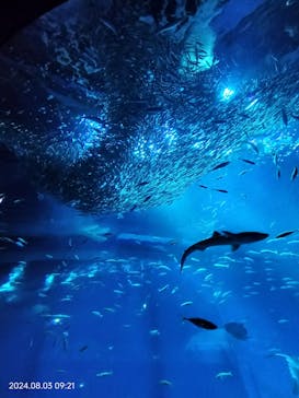 アクアワールド茨城県大洗水族館に投稿された画像（2024/8/4）