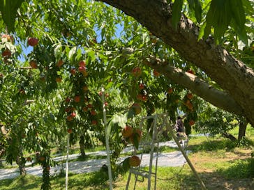 果実の里 原田農園に投稿された画像（2024/8/4）