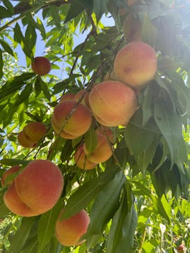 果実の里 原田農園に投稿された画像（2024/8/4）