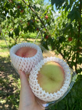 果実の里 原田農園に投稿された画像（2024/8/4）