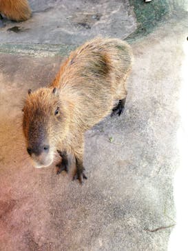 ネオパークオキナワに投稿された画像（2024/8/5）