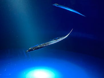 サンシャイン水族館に投稿された画像（2024/8/5）