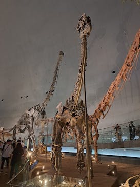 福井県立恐竜博物館に投稿された画像（2024/8/5）
