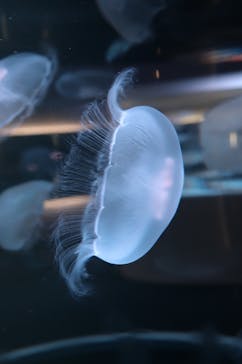 四国水族館に投稿された画像（2024/8/5）