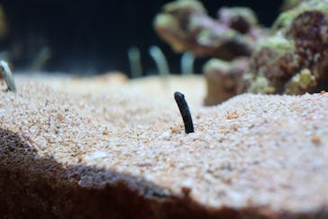 四国水族館に投稿された画像（2024/8/5）