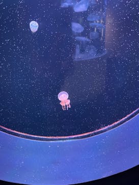 四国水族館に投稿された画像（2024/8/5）