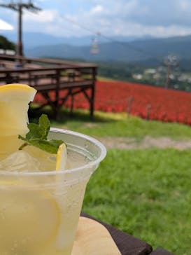 ひるがのピクニックガーデンに投稿された画像（2024/8/5）