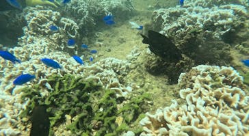 武藤潜水に投稿された画像（2024/8/5）